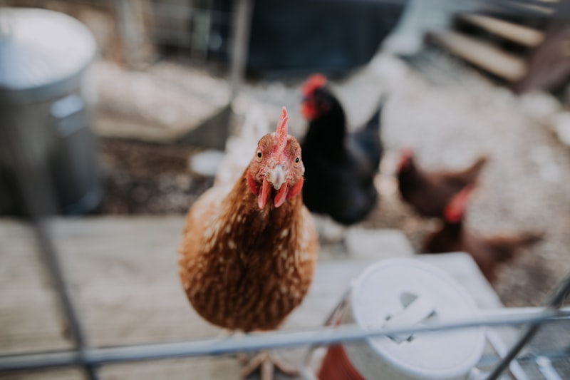 Barred Rock x RIR Cross Hatching Eggs