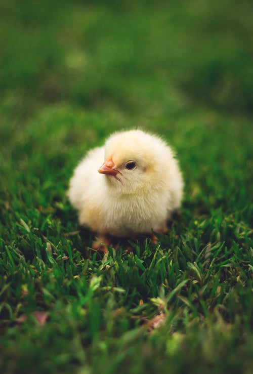 Day-Old Chicks — Mixed Crosses