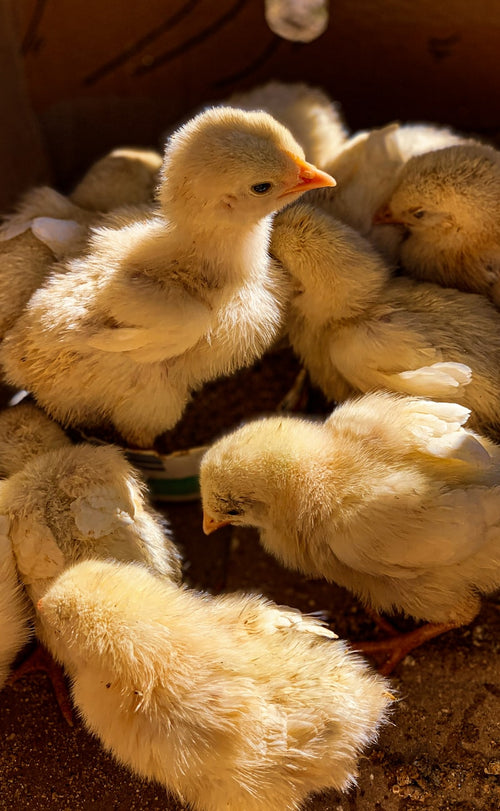 Day-Old Mystic Marans Chicks