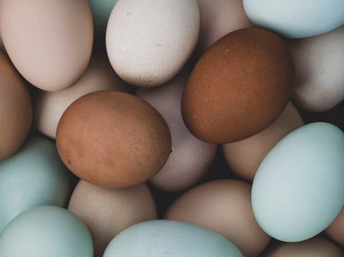 Farm Fresh Chicken Eating Eggs