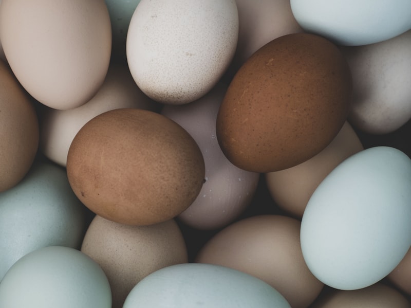 Farm Fresh Chicken Eating Eggs