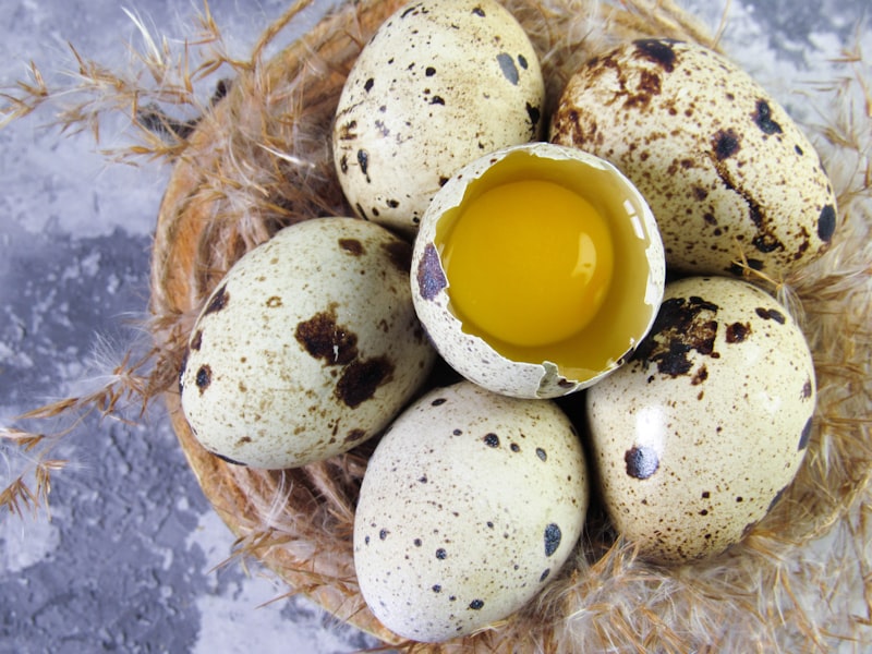 Farm Fresh Quail Eating Eggs