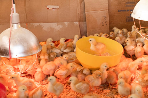 Frozen Feeder Chicks — Day Old