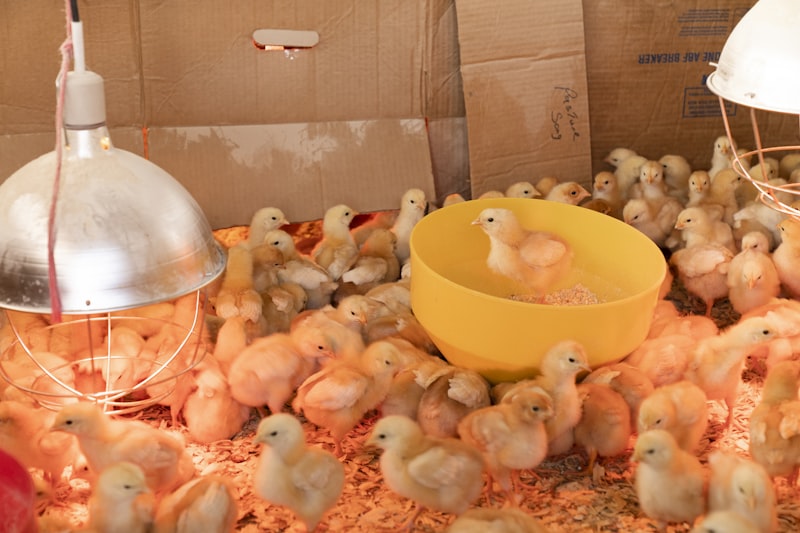 Frozen Feeder Chicks — Day Old