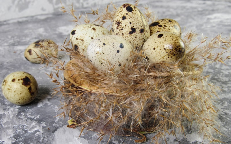 Frozen Feeder Quail — Day Old