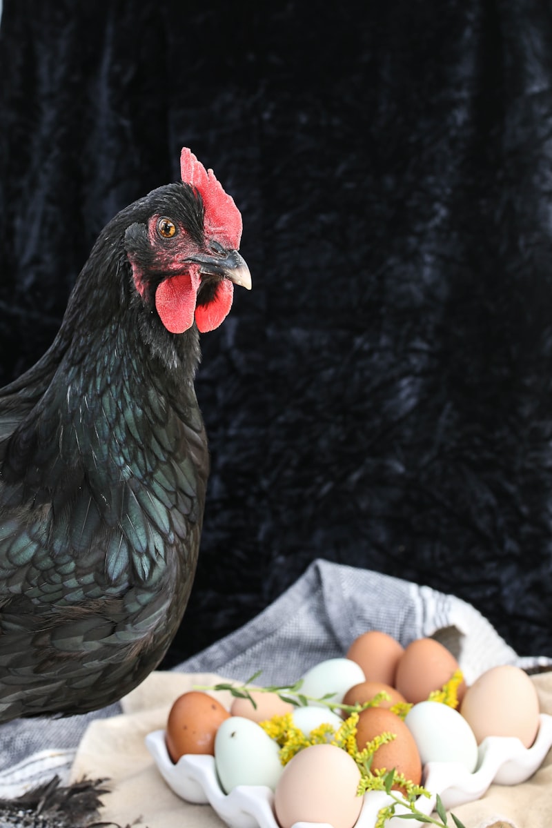 Mystic Marans Hatching Eggs