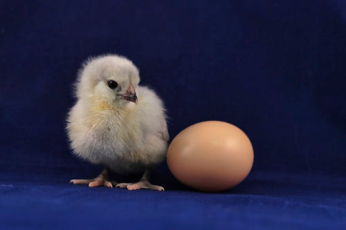 Sapphire Sky x RIR Cross Hatching Eggs