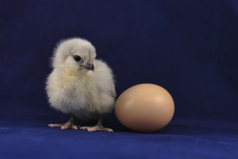 Sapphire Sky x RIR Cross Hatching Eggs