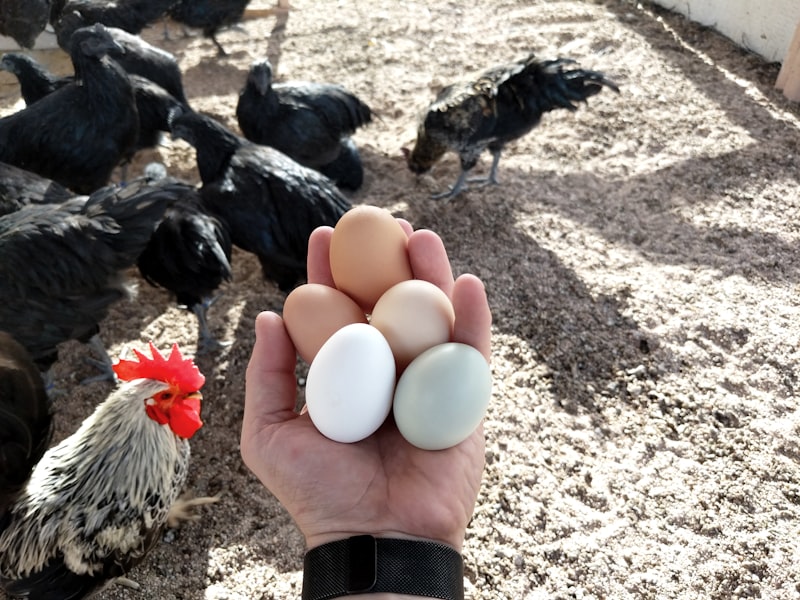 WLH x RIR Cross Hatching Eggs