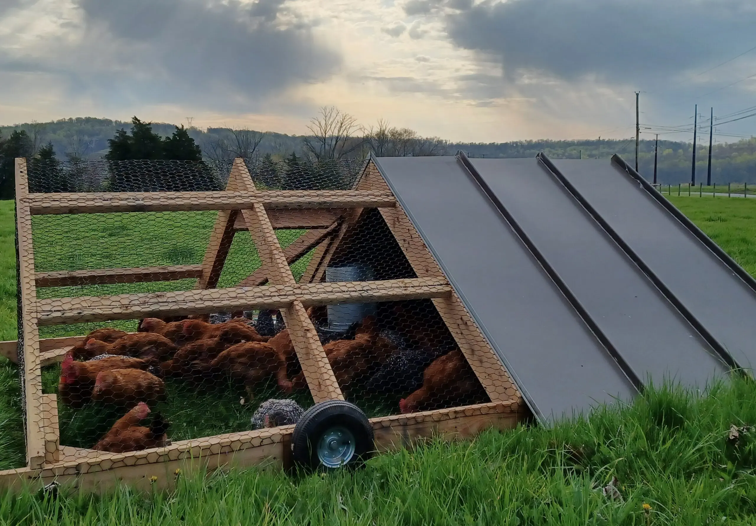 Freedom Rangers in pasture chicken tractor at Raptor Ridge Homestead, Bradford Vermont