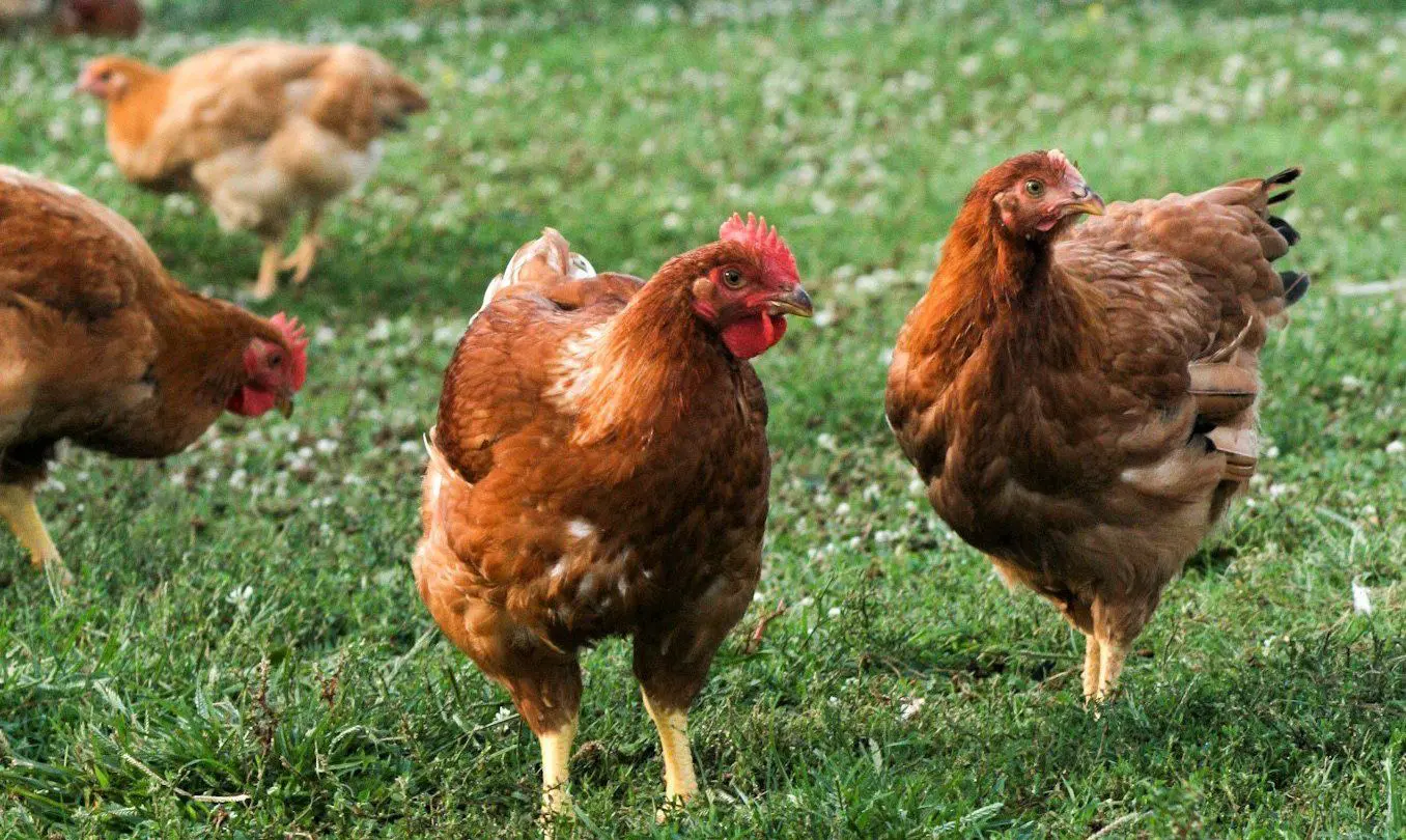 Pasture-raised Freedom Rangers at Raptor Ridge Homestead