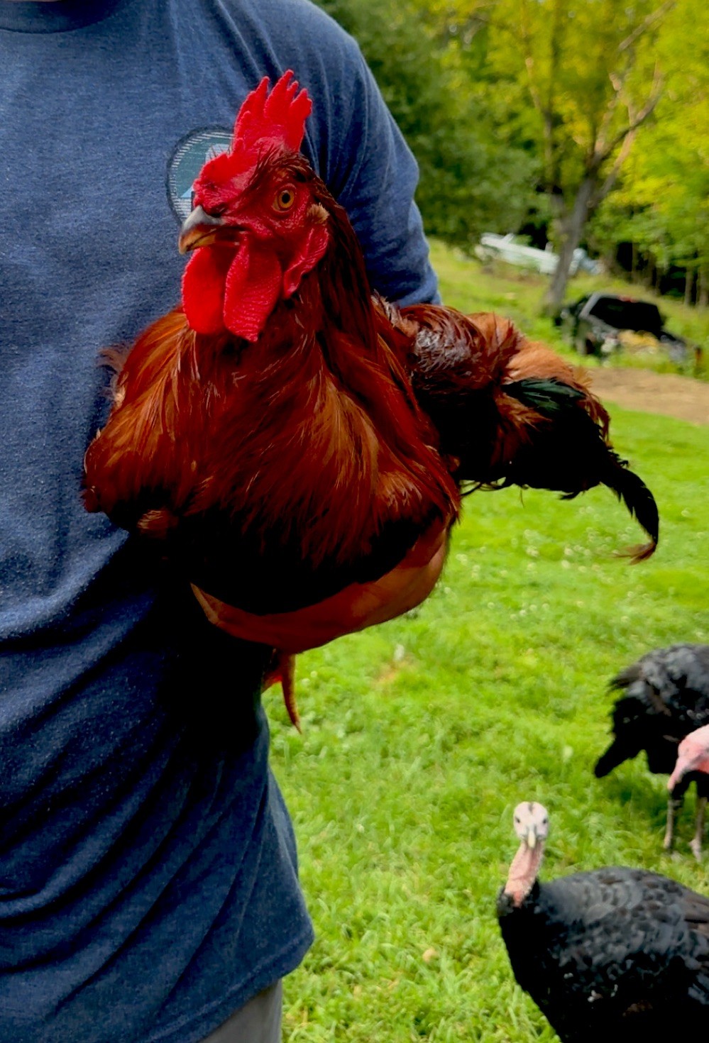 Rhode Island Red rooster at Raptor Ridge Homestead, Bradford Vermont