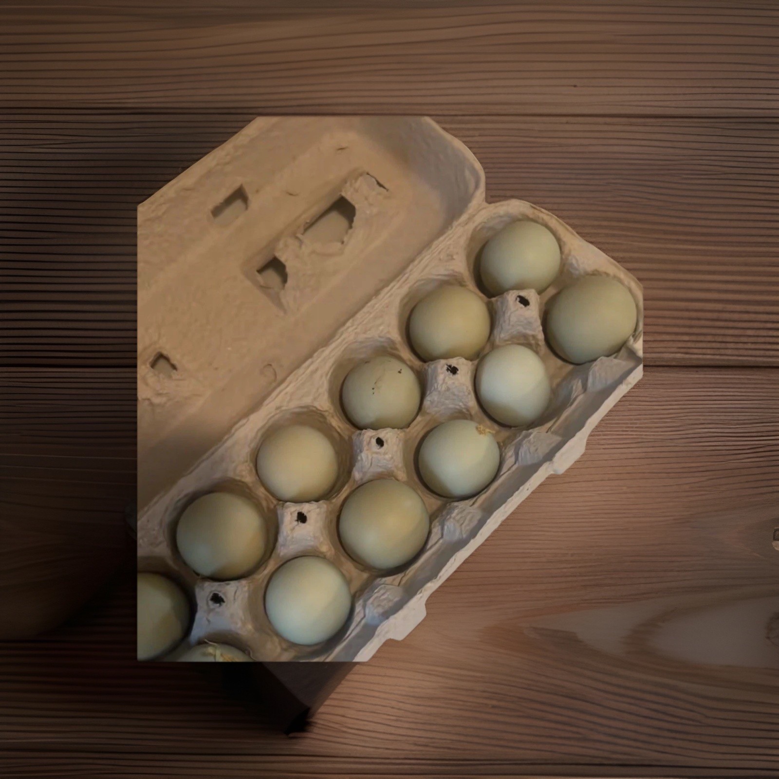 Carton of blue-green hatching eggs from Raptor Ridge Homestead, Bradford Vermont