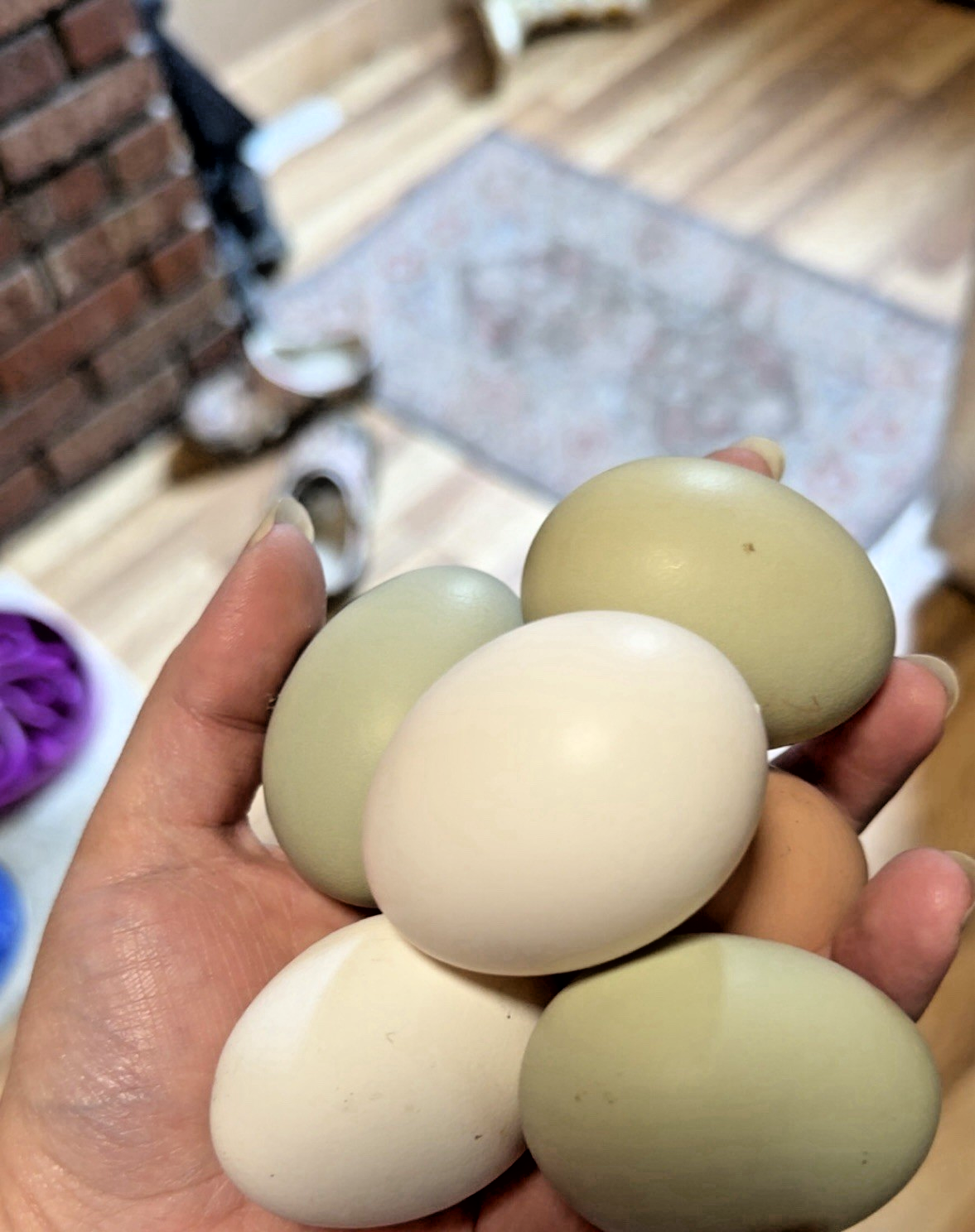 Hand holding olive and green hatching eggs from Raptor Ridge Homestead, Bradford Vermont